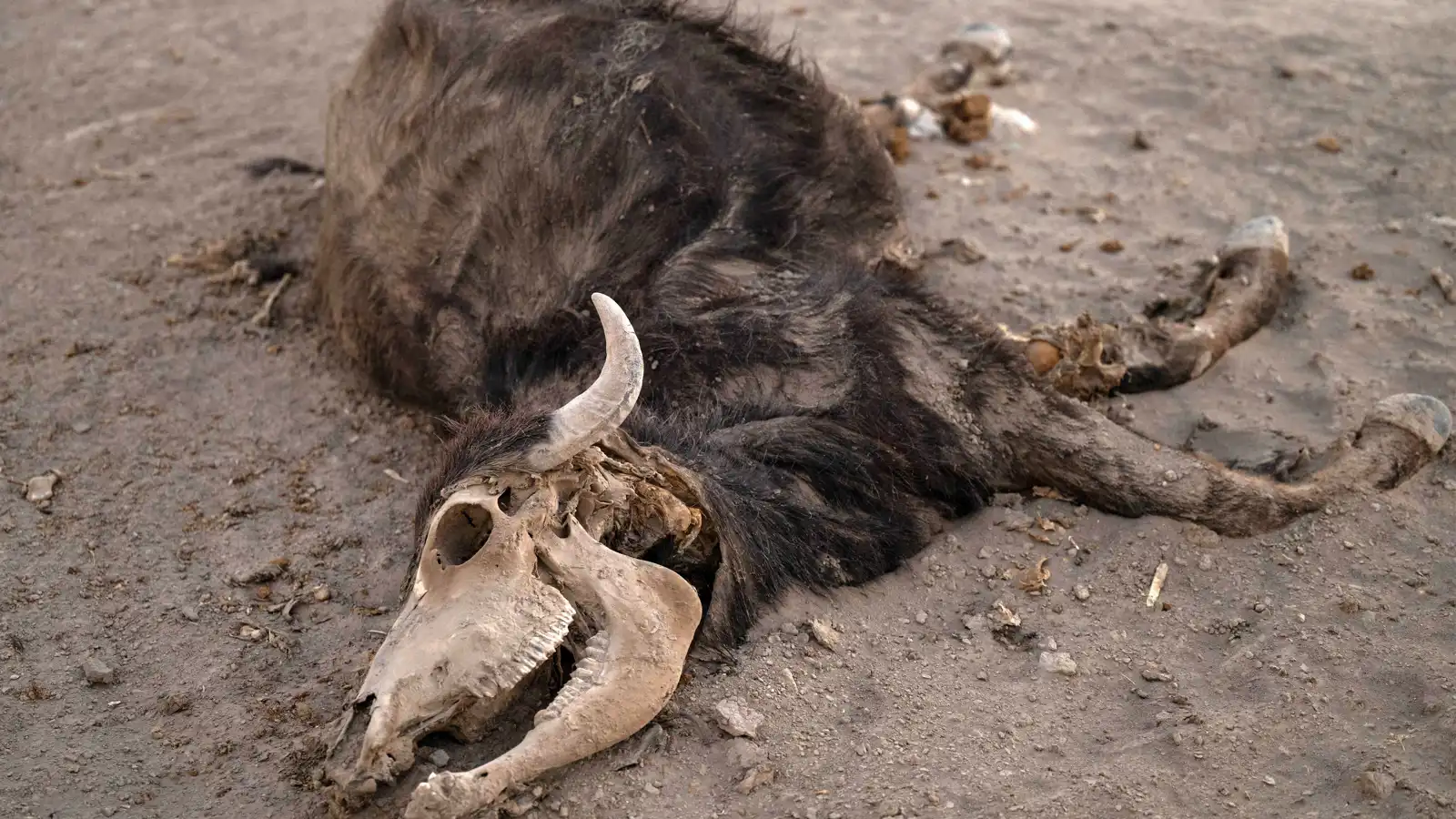 نفوق الجواميس بسبب ملوحة المياه في العراق