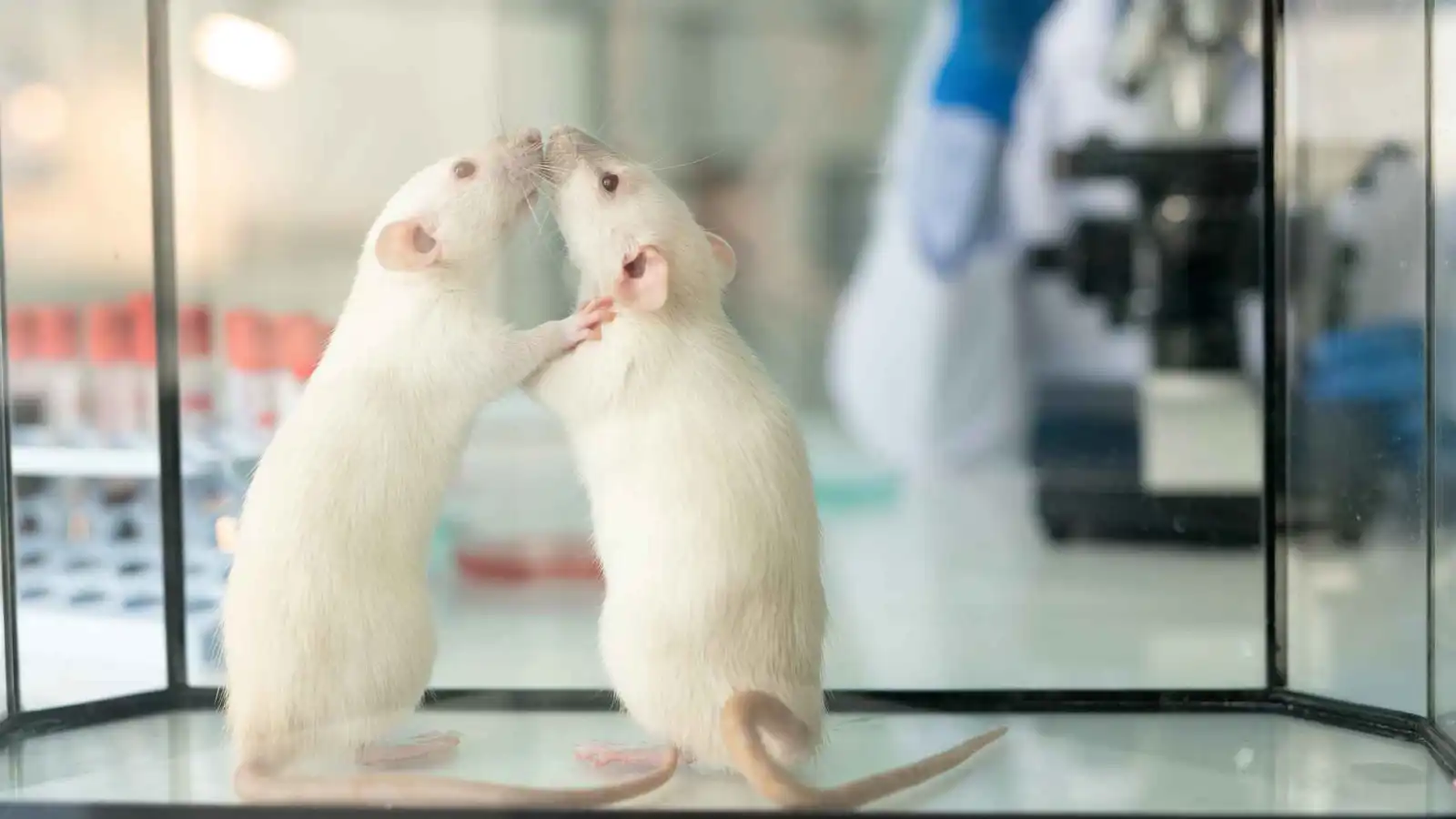 كيف نجح العلماء في تحويل أفكار الفئران إلى مقاطع فيديو؟