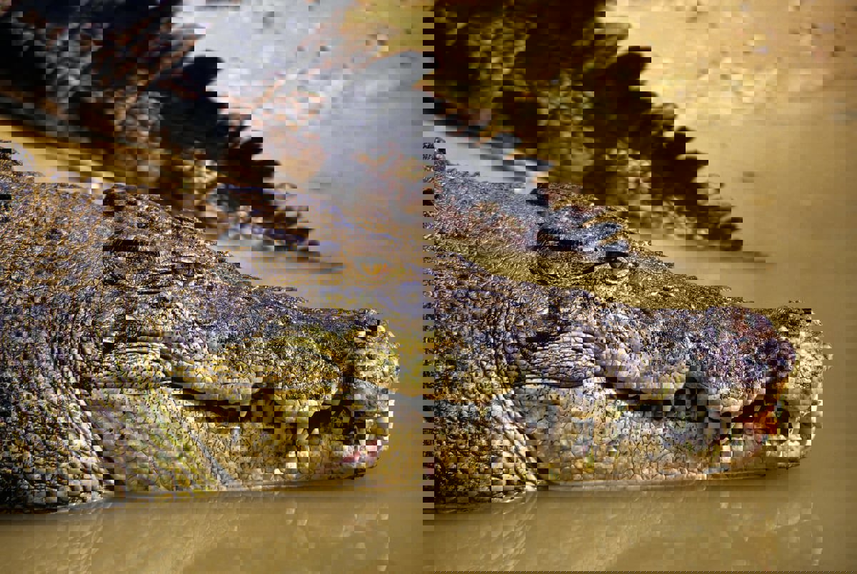 تعايش الأستراليين مع التماسيح الخطيرة ينقذها من الانقراض