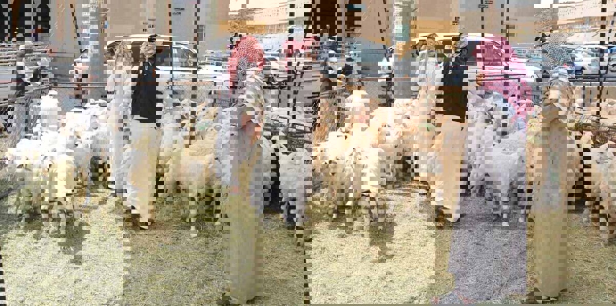 قبل شراء الأضحية.. تأكد من وجود هذه المواصفات