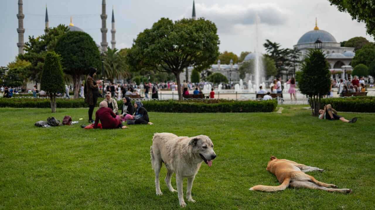 إسطنبول تحظر إطعام الكلاب الضالة