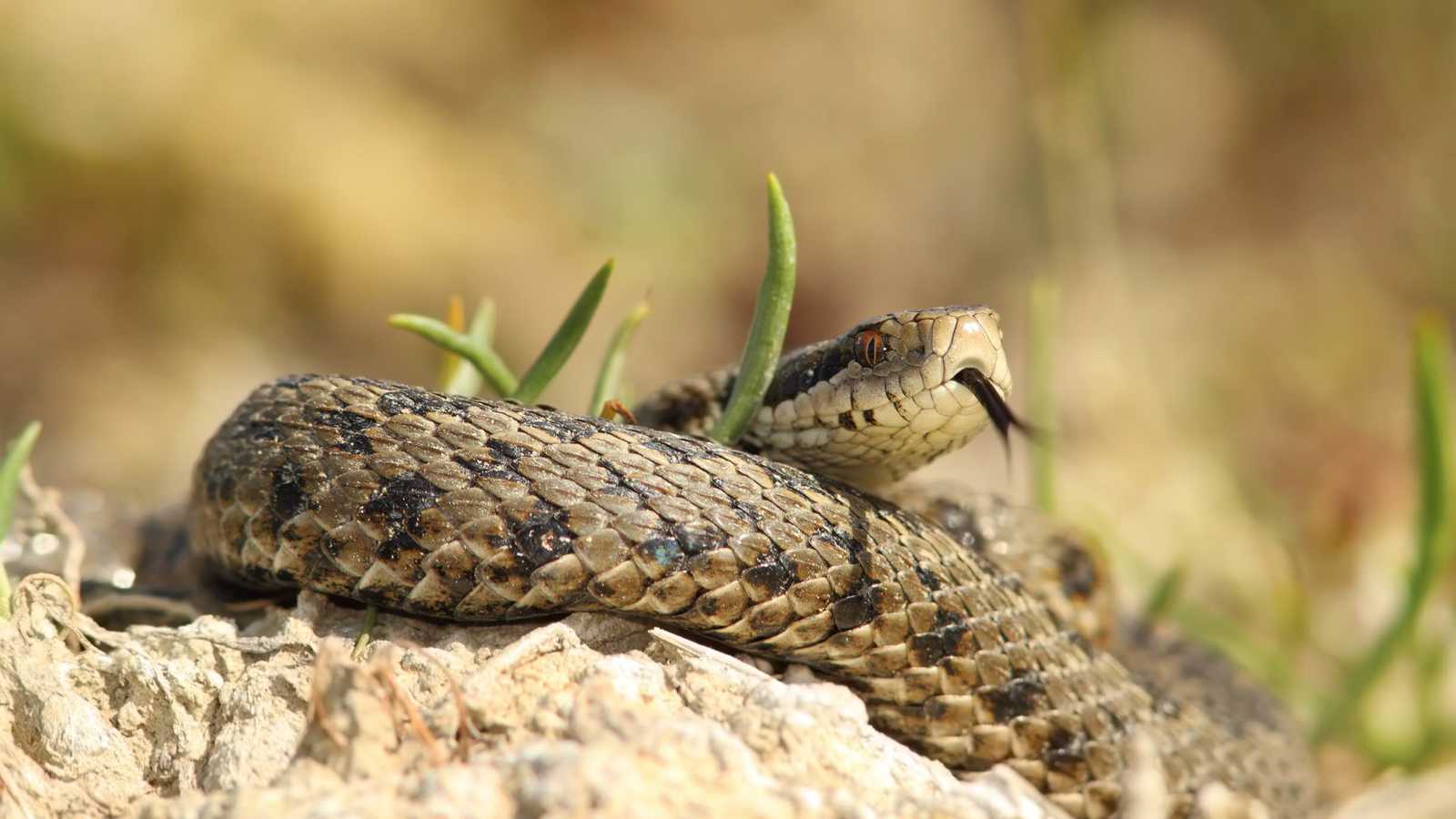 هل تسمع الثعابين الأصوات مثل البشر؟ (فيديو)