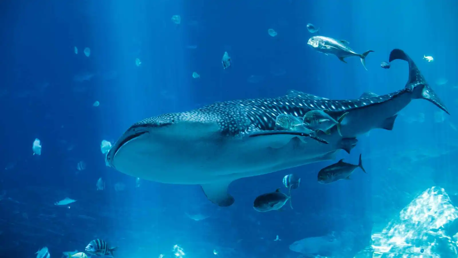 سُفن الشحن العالمية تهدد بقاء أسماك القرش الحوتية