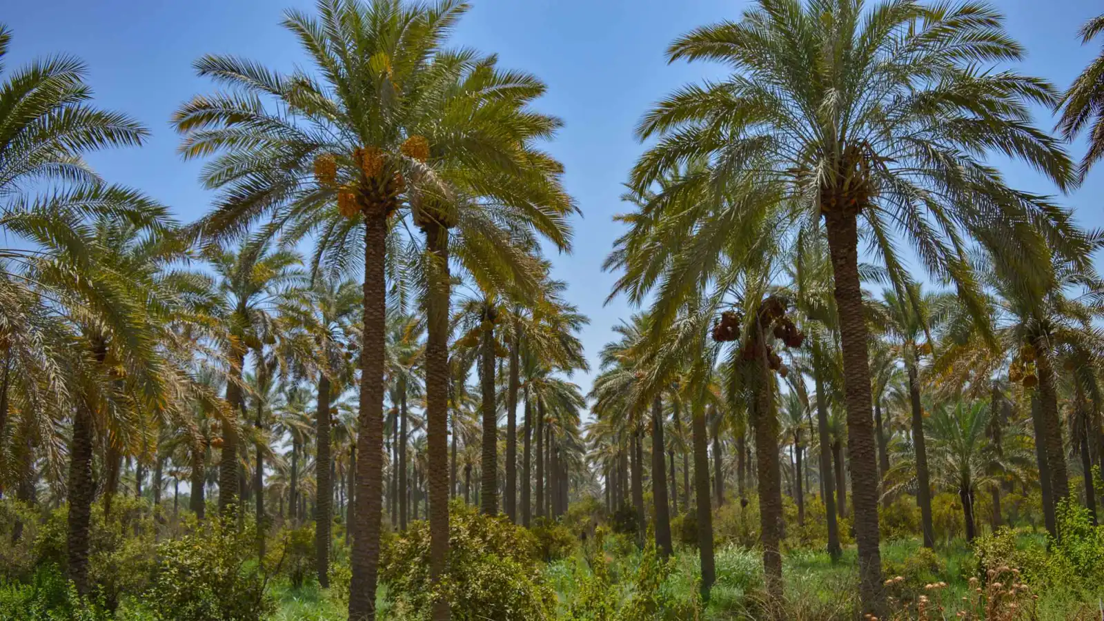 الملحن الحقيقي لـ"نخل السماوة".. وثائق تاريخية تكشف مفاجأة صادمة