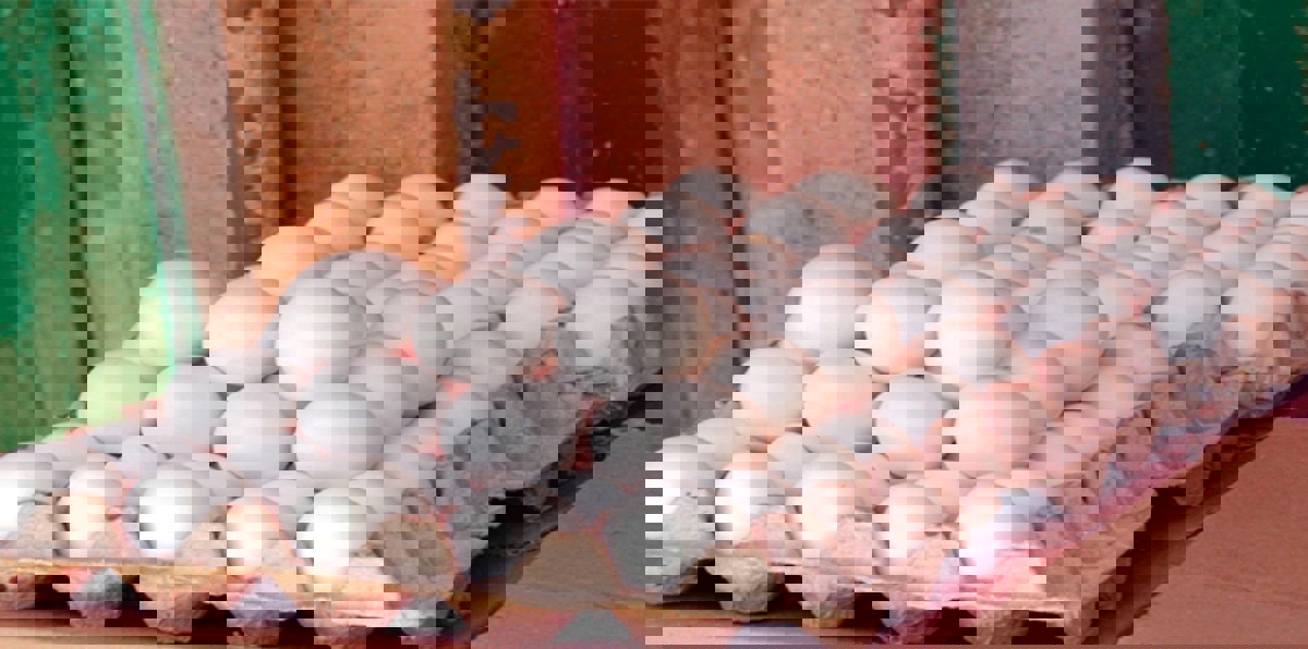 بعد البطيخ.. إيران ترسل 20 طنًا من البيض إلى قطر