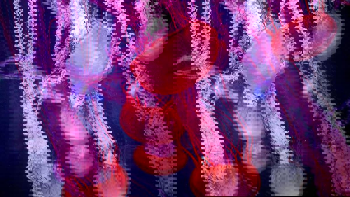 اكتشاف شفرة "قنديل البحر الخالد" الجينية وسط آمال بمكافحة الشيخوخة