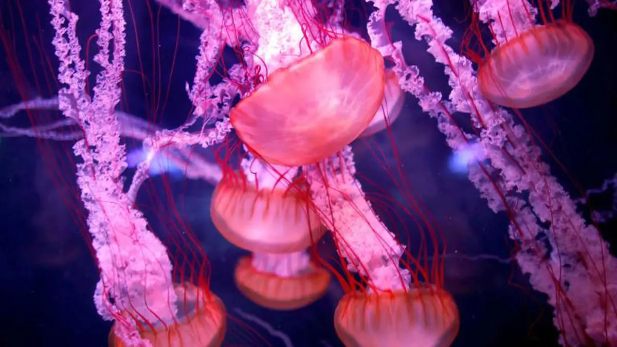 اكتشاف شفرة "قنديل البحر الخالد" الجينية وسط آمال بمكافحة الشيخوخة