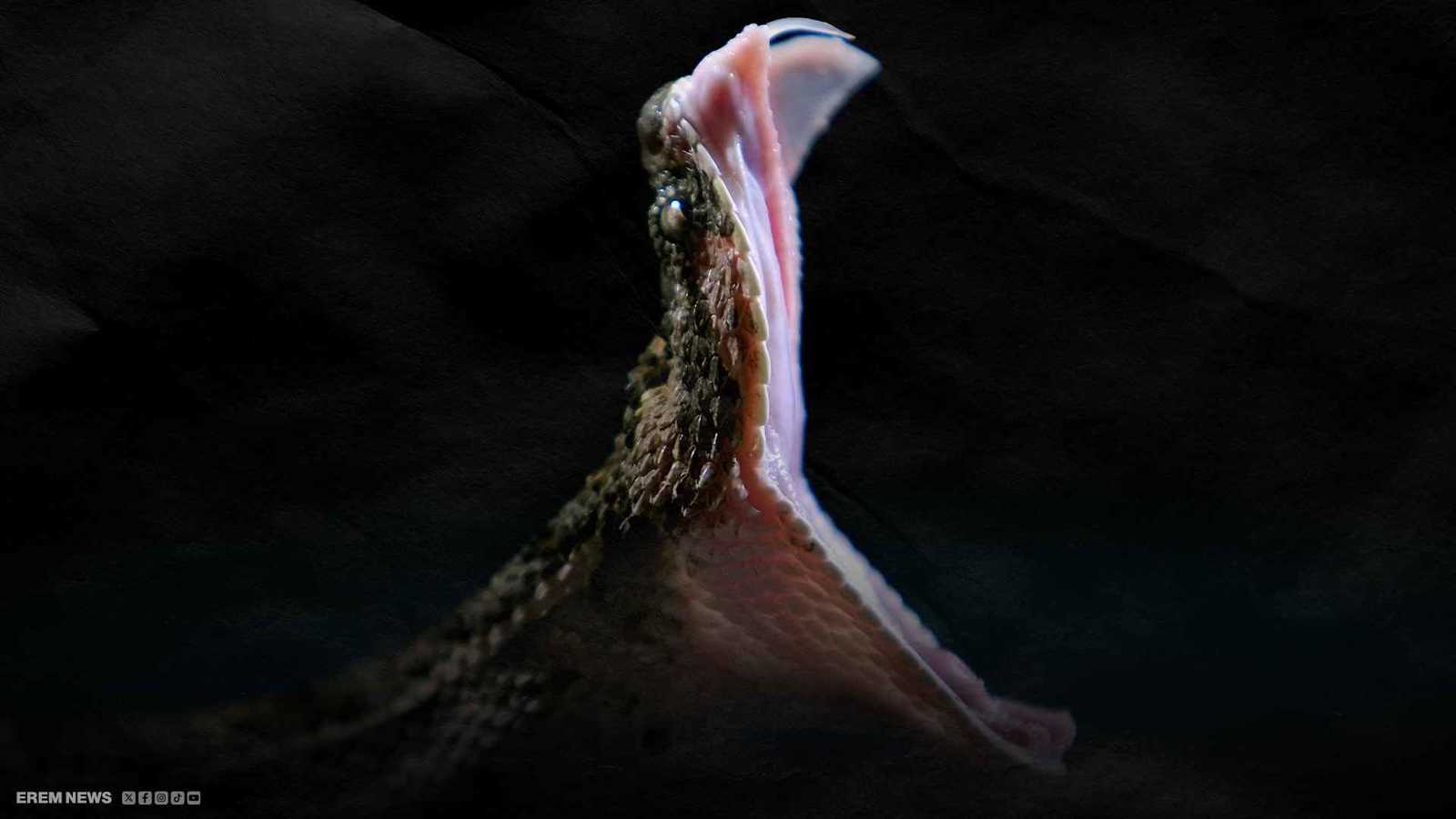 وفاة 4 أشقاء بهجوم ثعابين في اليمن