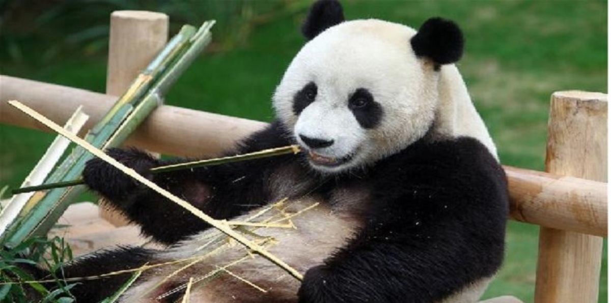 الباندا العملاقة "شياو لي وي" تحتفل بعيد ميلادها الرابع