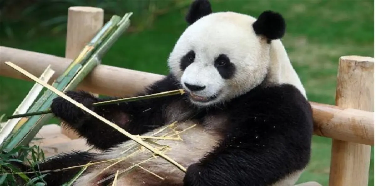 الباندا العملاقة "شياو لي وي" تحتفل بعيد ميلادها الرابع