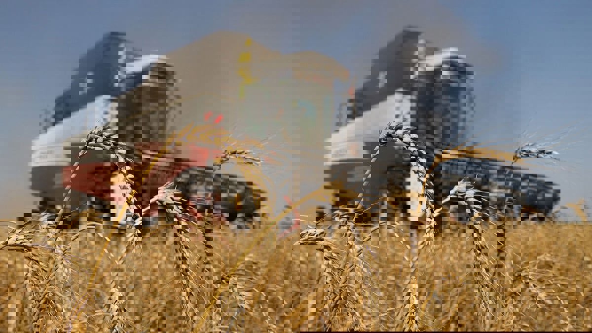 الإمارات تقرر وقف تصدير وإعادة تصدير القمح الهندي لمدة 4 أشهر