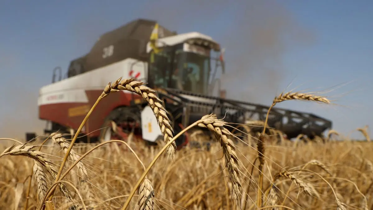 الإمارات تقرر وقف تصدير وإعادة تصدير القمح الهندي لمدة 4 أشهر