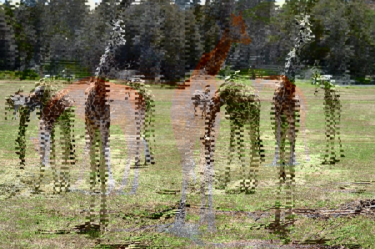 كيف تتفاعل الحيوانات مع كسوف الشمس الكلي؟ 