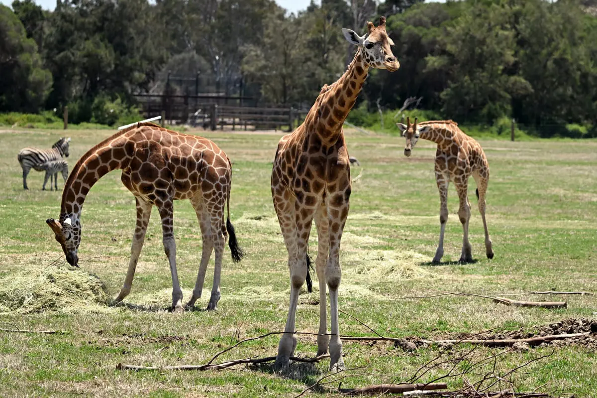 كيف تتفاعل الحيوانات مع كسوف الشمس الكلي؟ 