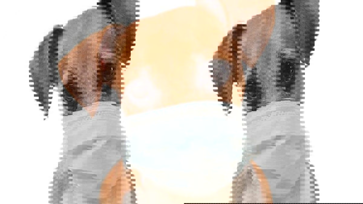 السلطات الصحية في الأردن تدرس التعامل مع أول "كلب" أصيب بكورونا