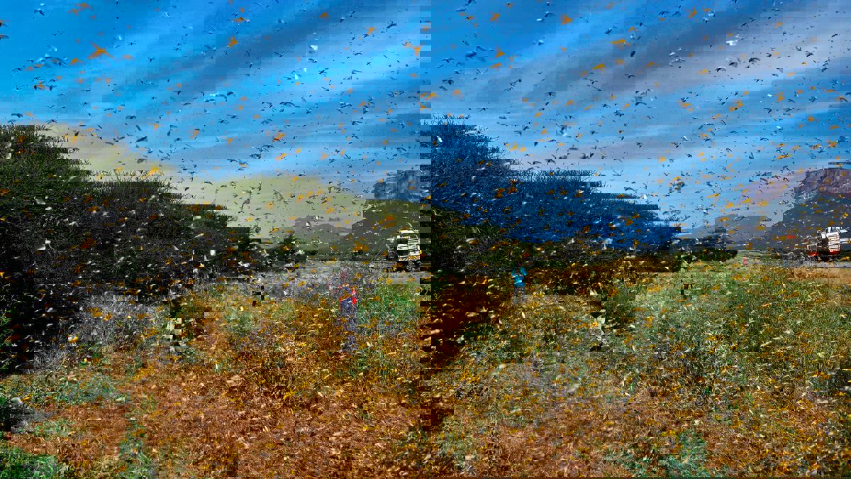 وسط تفشي "كورونا".. الهند تواجه خطر المجاعة بسبب الجراد (صور)‎