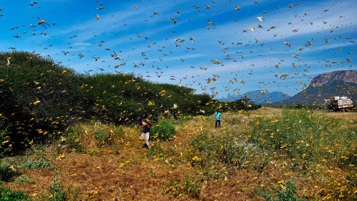 وسط تفشي "كورونا".. الهند تواجه خطر المجاعة بسبب الجراد (صور)‎