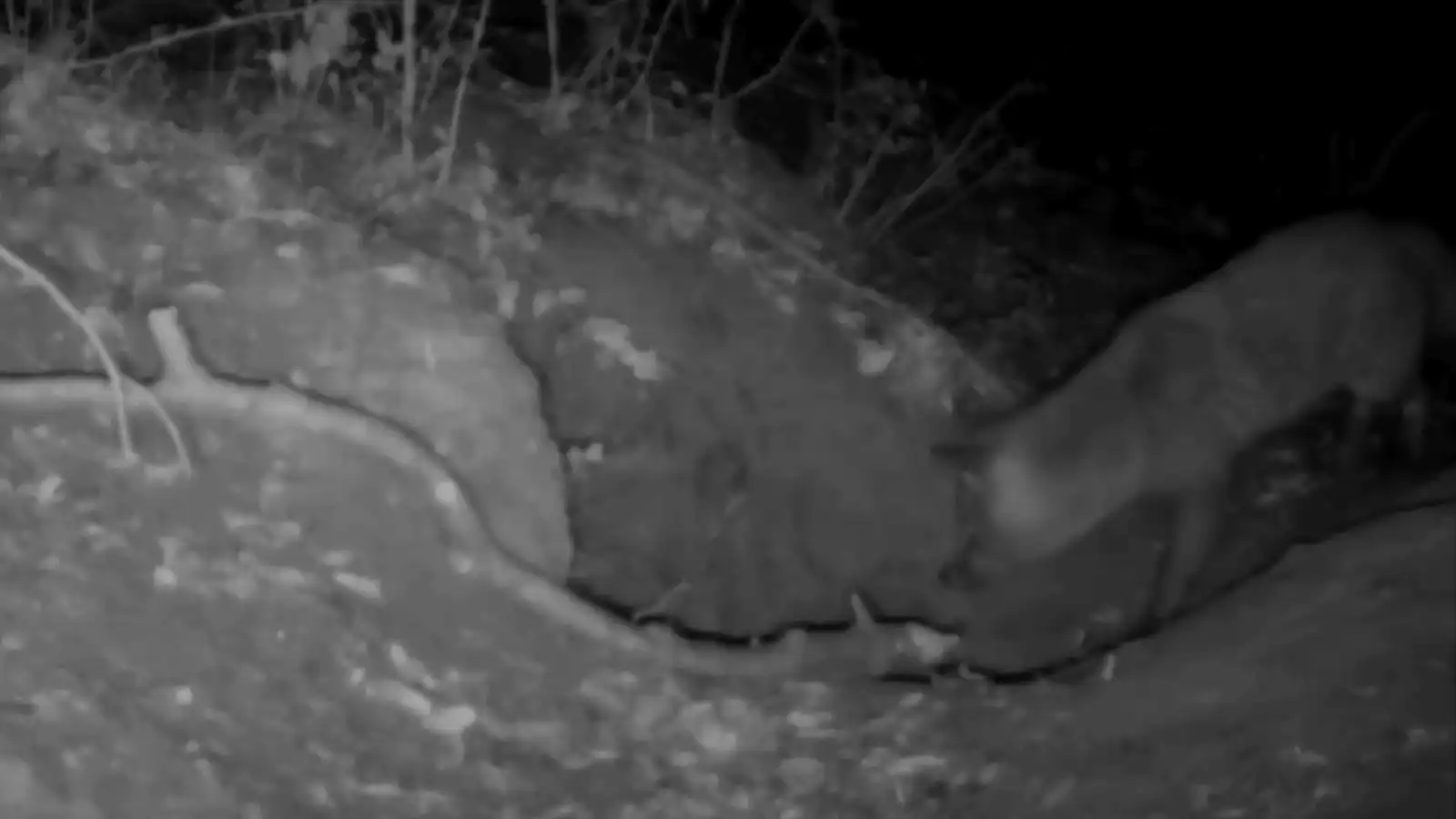 الثعلب يقتحم جحر الذئاب