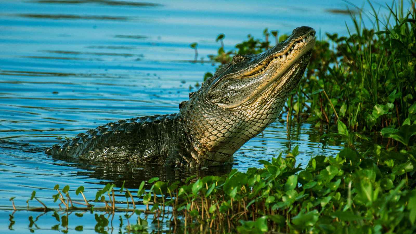 تمساح يفترس طفلا في إندونيسيا