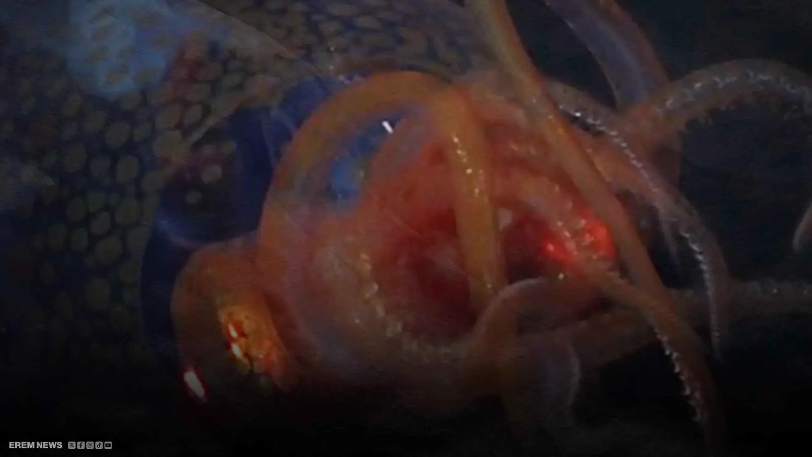 من أكبر اللافقاريات بالعالم.. رصد حبار ضخم يظهر لأول مرة (فيديو إرم)