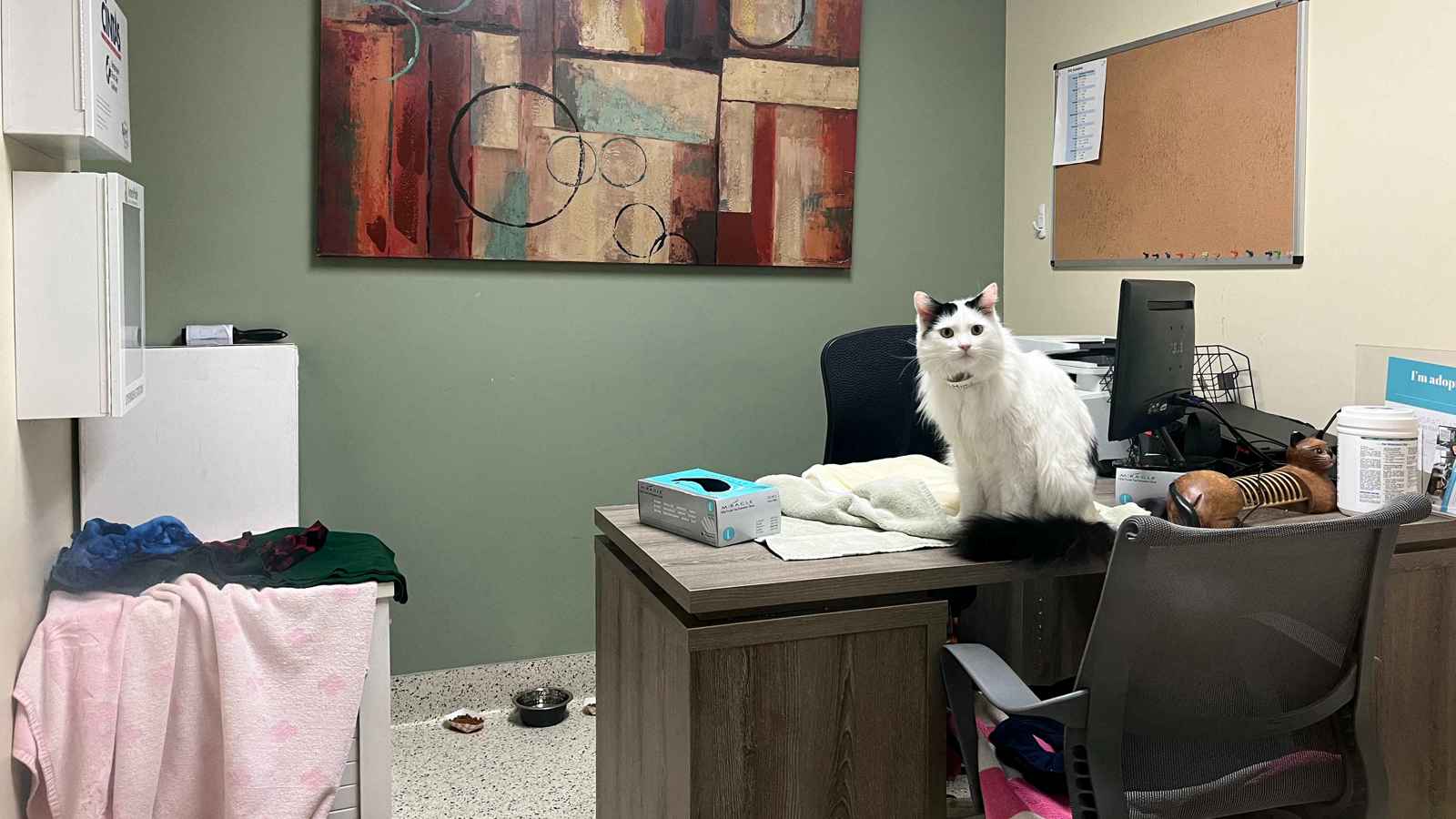 قطة تتسبب بكارثة.. ضغطت زراً "خطيراً" في لوحة المفاتيح