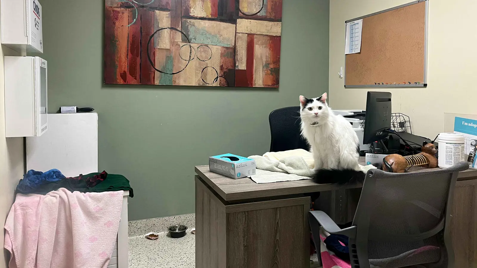 قطة تتسبب بكارثة.. ضغطت زراً "خطيراً" في لوحة المفاتيح