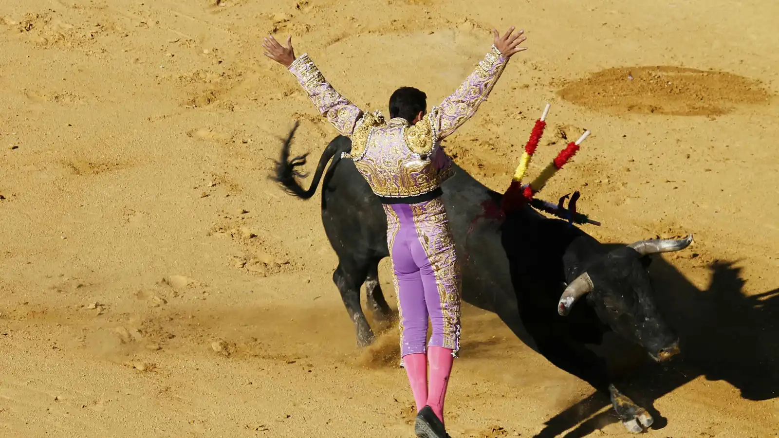 نهاية مأساوية لشاب بعد اشتباك مميت مع ثور (فيديو)