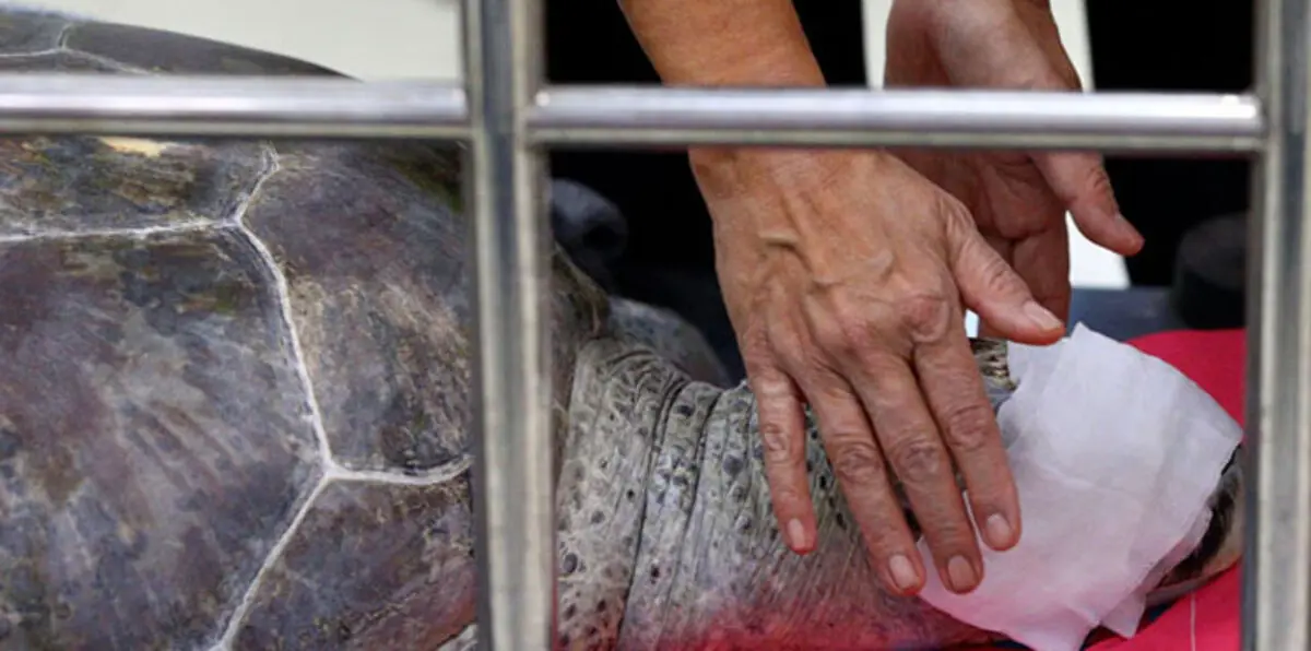 فريق طبي تايلاندي يعثر على كنز داخل معدة سلحفاة (صور)