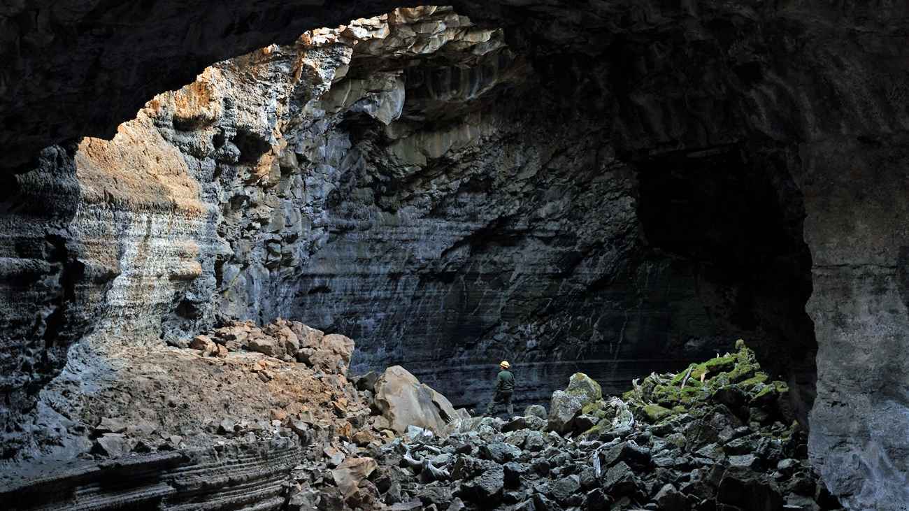 أستراليا.. اكتشاف مذهل لحشرة تعيش في ظلام الكهوف