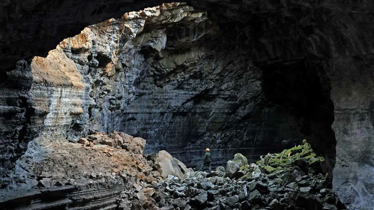 أستراليا.. اكتشاف مذهل لحشرة تعيش في ظلام الكهوف