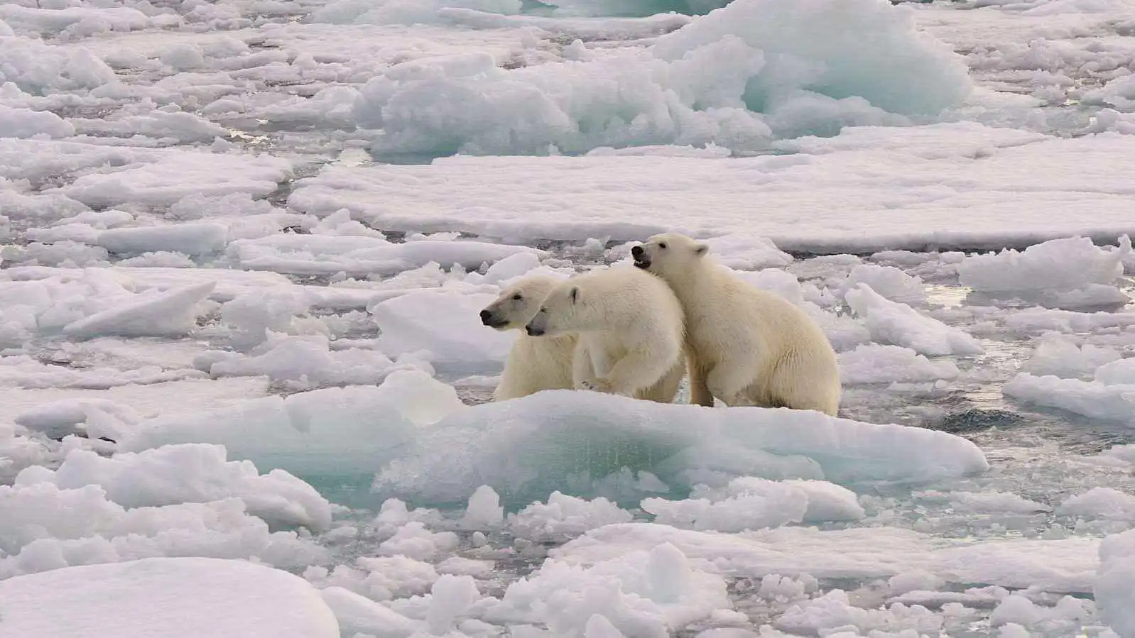 القطب الشمالي يدخل عصر الظواهر المناخية المتطرفة