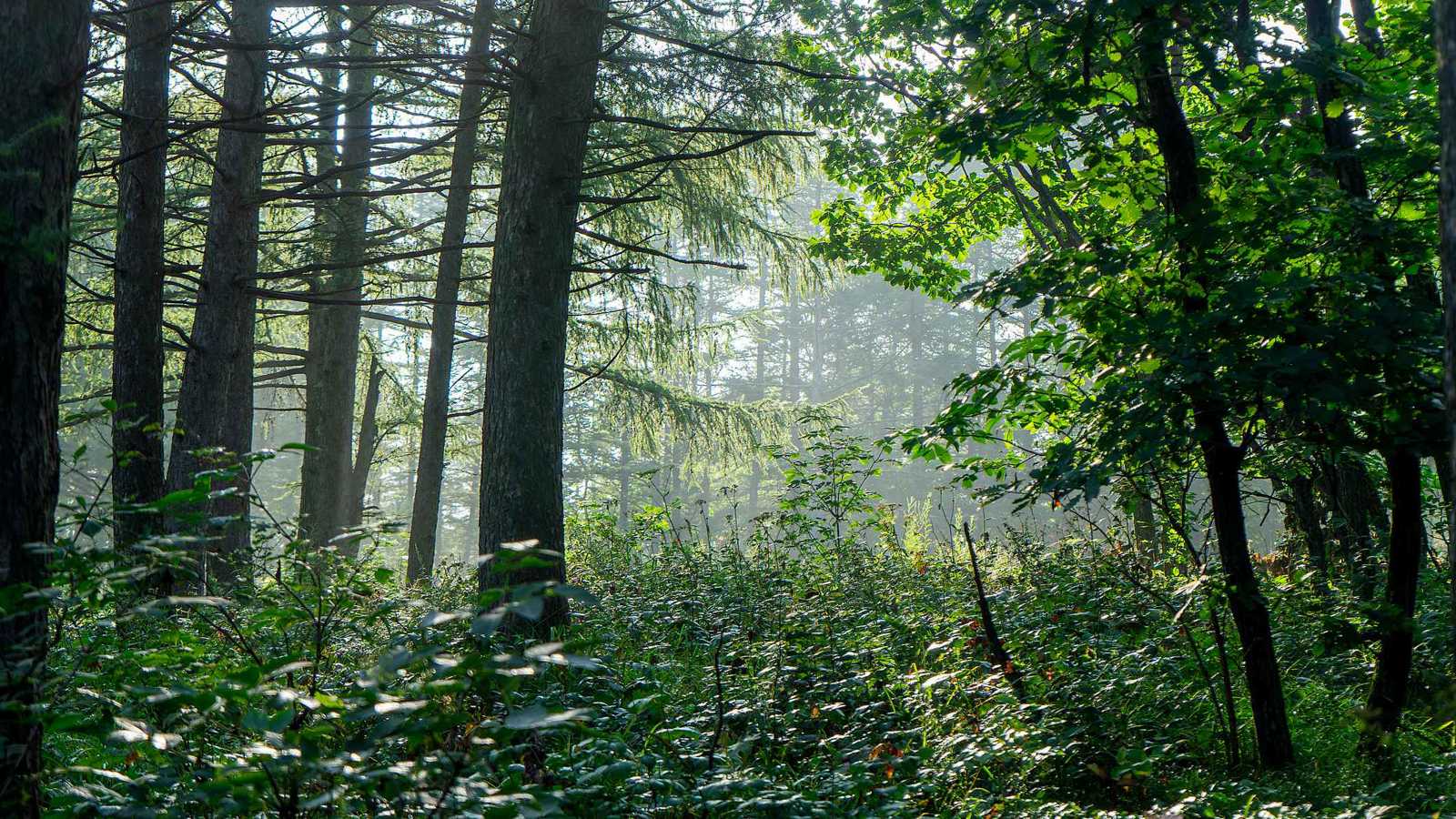 "أكل الحشرات والأشجار".. إنقاذ مراهق بعد أسبوعين من الضياع في غابة
