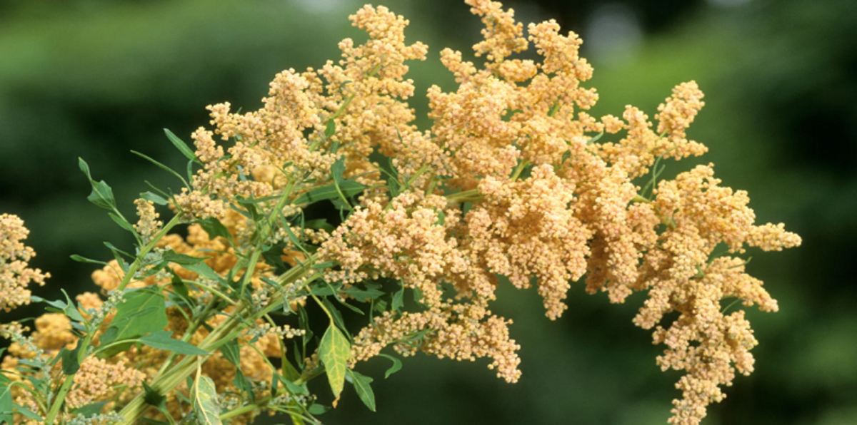 علماء يذهبون ضد التيار لجعل دبي مركزًا هامًا لزراعة نبات الكينوا