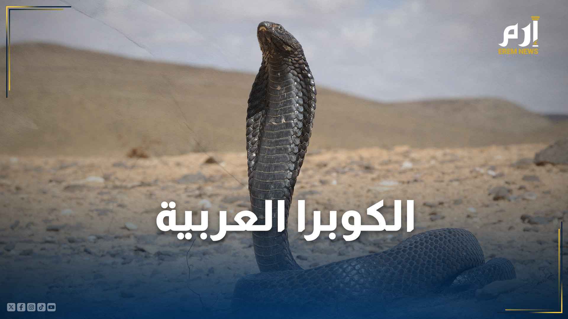 الكوبرا العربية