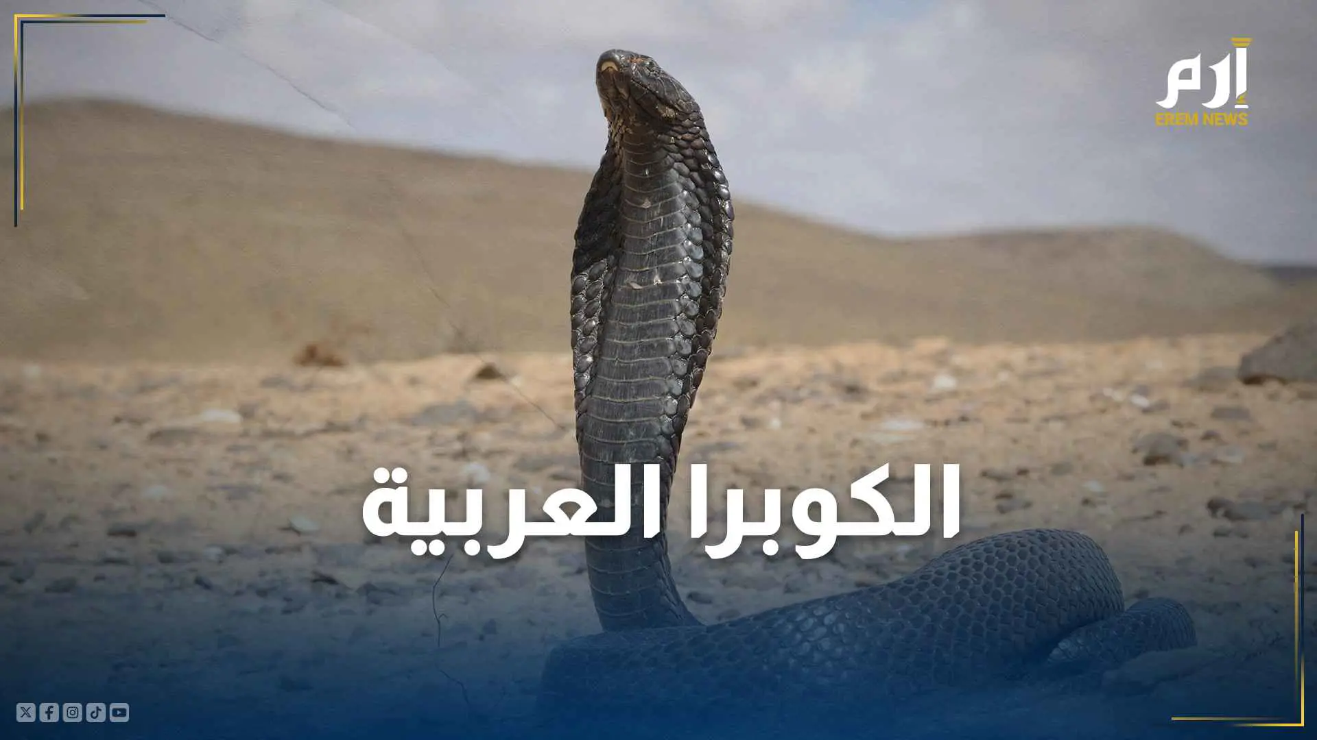الكوبرا العربية