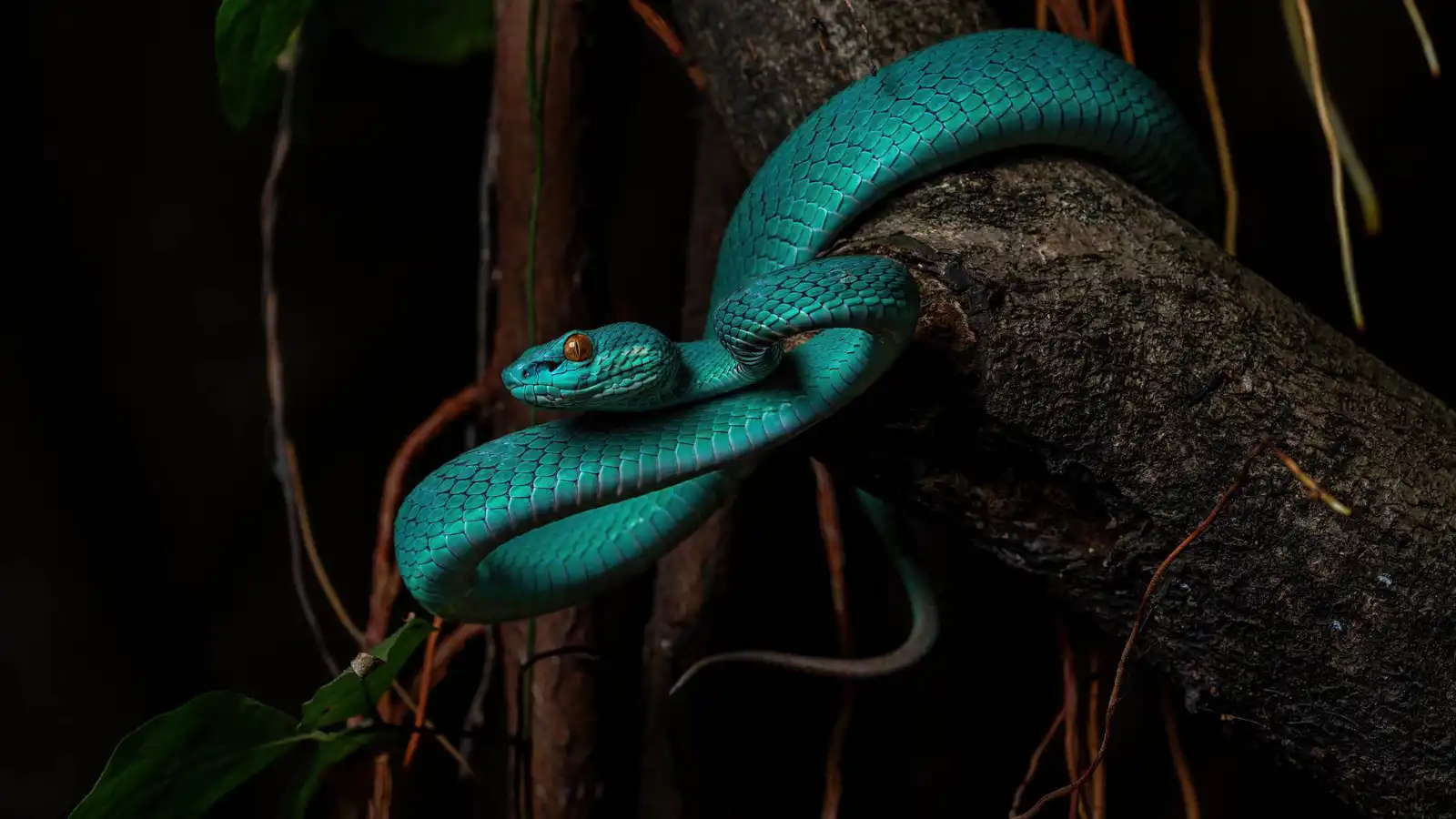 اكتشاف نوع جديد من الأفاعي في كهوف كمبوديا (فيديو)