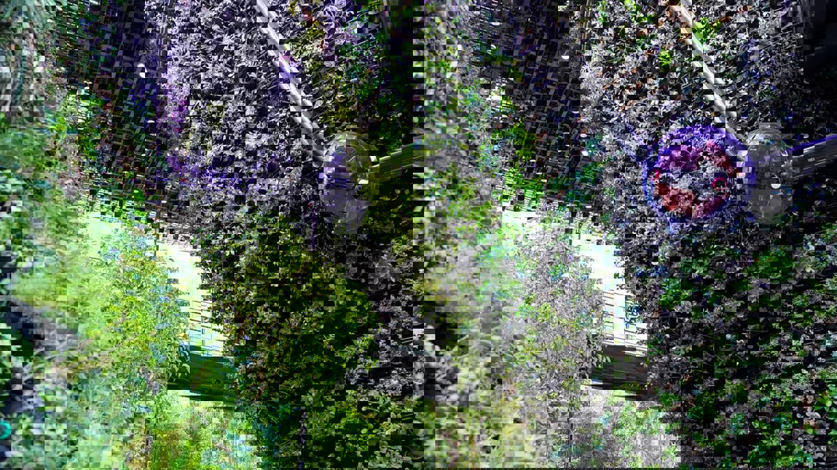 سنغافورة في "إكسبو دبي".. غابة تقدم نظاما مناخيا ذاتي التكييف