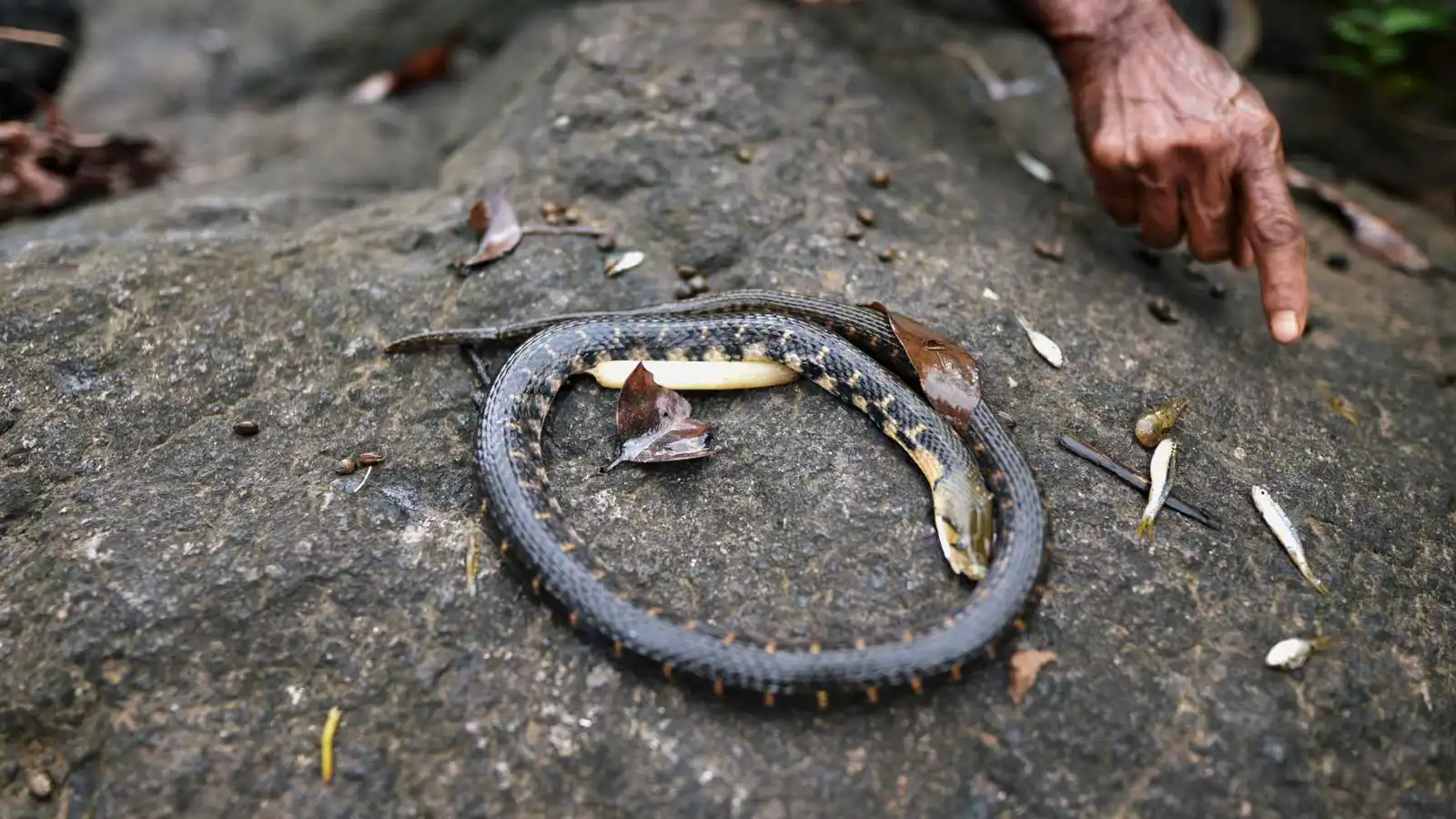 طبيب يكشف خطورة التعامل مع الأفاعي الميتة