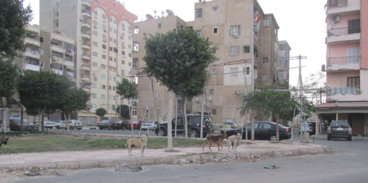 نائب مصري يطلب حضور وزير  لنقاش ظاهرة الكلاب الضالة