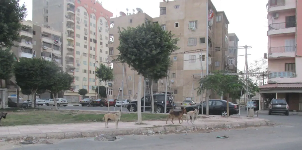 نائب مصري يطلب حضور وزير  لنقاش ظاهرة الكلاب الضالة