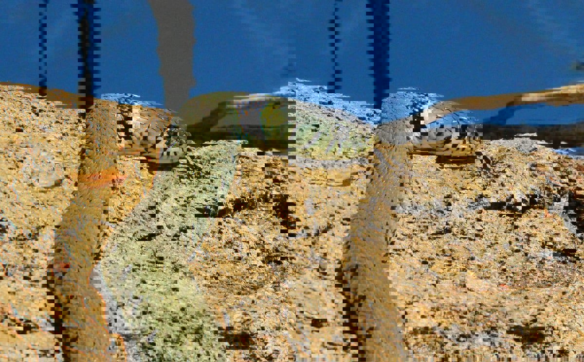 مؤثرون أستراليون يواجهون خطر الموت أمام أكثر الأفاعي سُمية في العالم