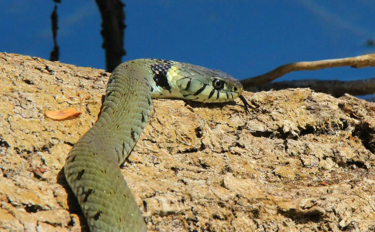 مؤثرون أستراليون يواجهون خطر الموت أمام أكثر الأفاعي سُمية في العالم