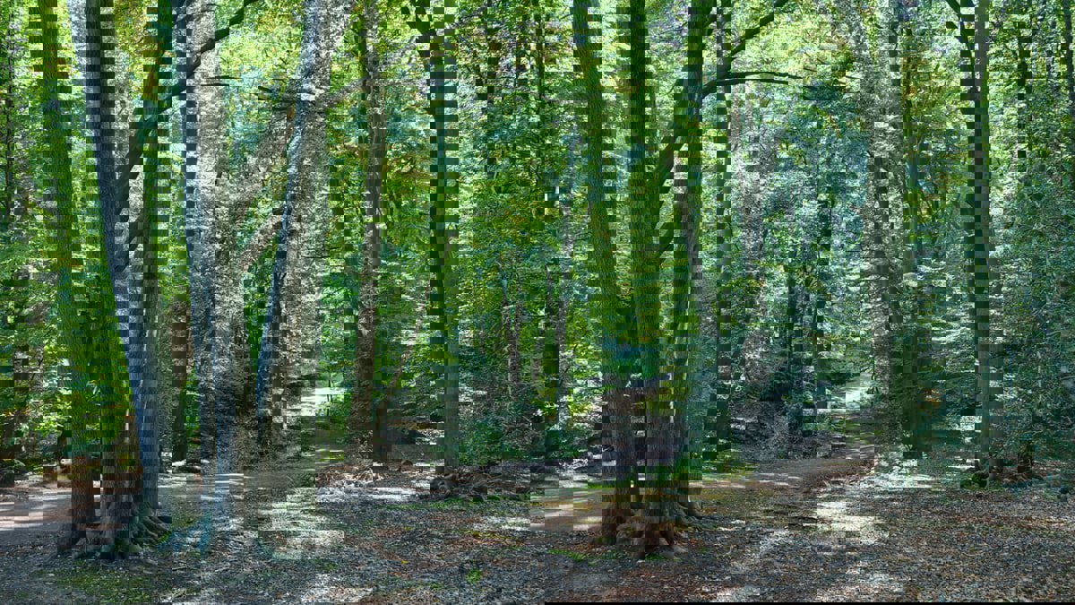 بعضها يعود لملايين السنين.. هذه أقدم الغابات في العالم