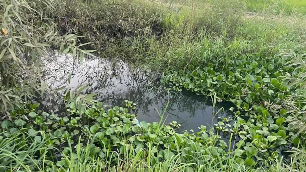 العراق.. حملة لإزالة زهرة النيل التي "تسرق" مياه الفرات (صور)