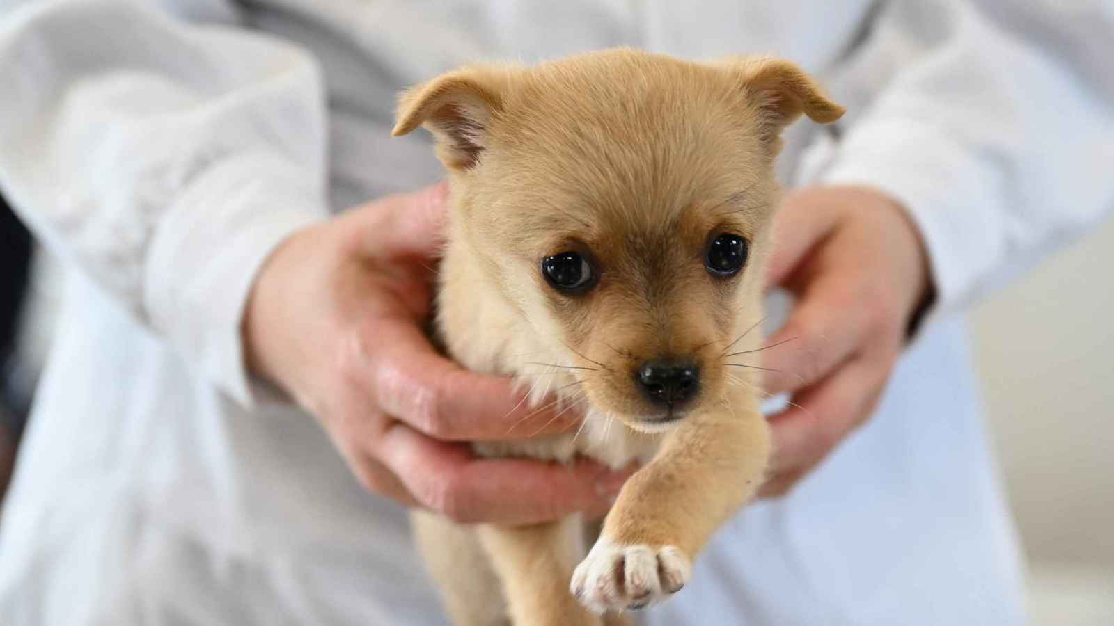 كلبة تنقل جروها المريض لعيادة بيطرية في تركيا (فيديو)