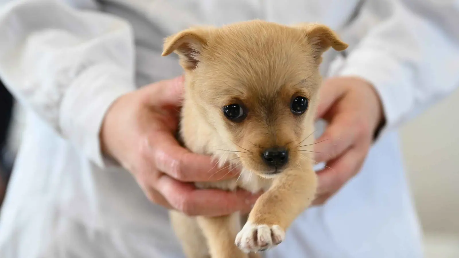 كلبة تنقل جروها المريض لعيادة بيطرية في تركيا (فيديو)