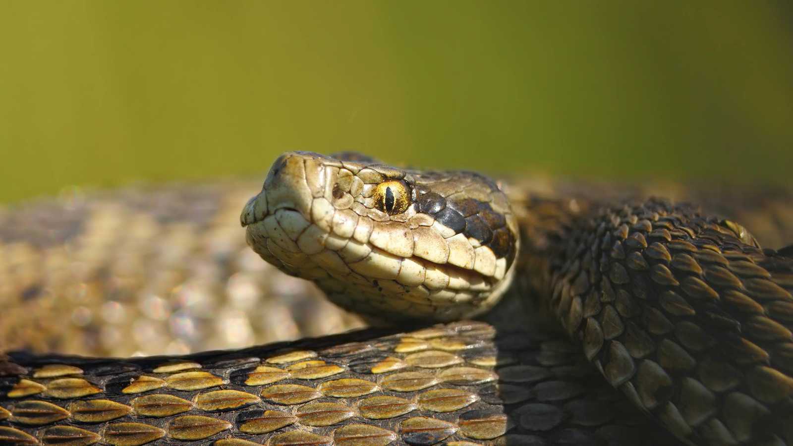 ذعر في فلوريدا بعد تسلل ثعبان إلى سيارة (فيديو)