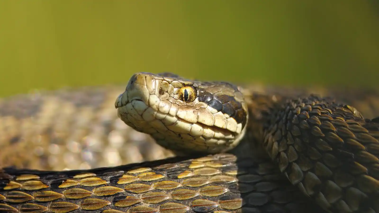 ذعر في فلوريدا بعد تسلل ثعبان إلى سيارة (فيديو)
