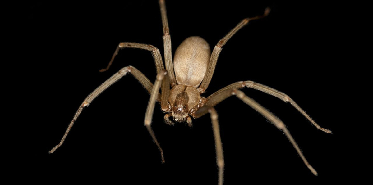 لدغة عنكبوت سامة تتسبب بفشل كلوي وتشنجات لامرأة أمريكية (صور)