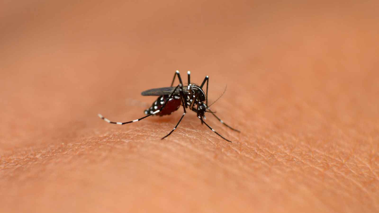 "الذكر السام".. ابتكار للحد من انتشار الأمراض المنقولة عبر البعوض